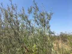 Salix exigua hindsiana