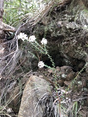 Pimelea nivea