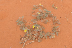 Tribulus hystrix