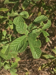 Rubus cuneifolius image