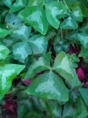 Oxalis triangularis