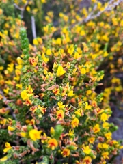 Aspalathus ericifolia