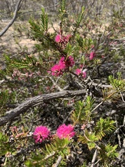 Melaleuca wilsonii