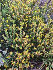 Aspalathus ericifolia