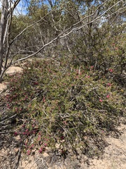 Melaleuca wilsonii