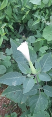 Datura metel
