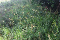 Carex zuluensis