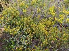 Aspalathus ericifolia