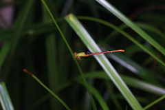 Ceriagrion auranticum