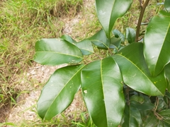 Mischocarpus pyriformis