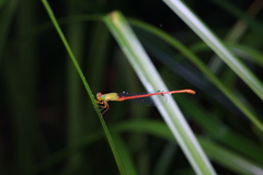Ceriagrion auranticum