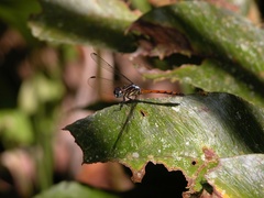 Dasythemis esmeralda
