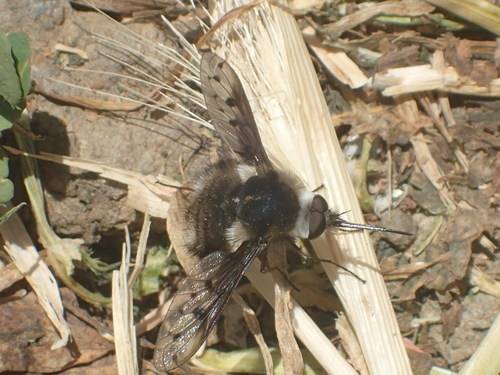iNaturalist observation photo of Greater Bee Flies