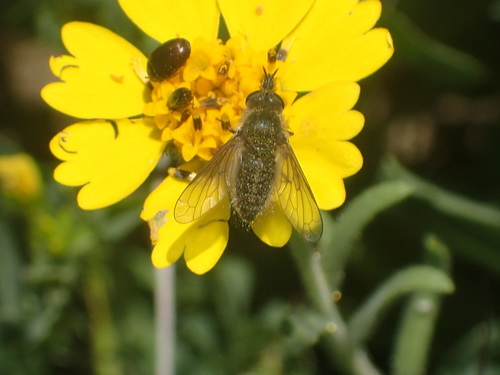 iNaturalist observation photo of Conophorus