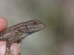 Sceloporus occidentalis