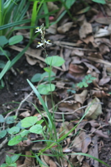 Chlorophytum saundersiae
