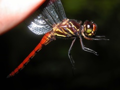 Orthemis biolleyi