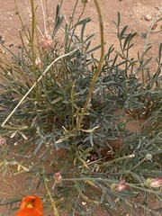 Sphaeralcea leptophylla