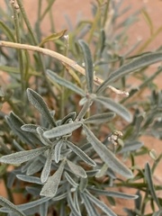 Sphaeralcea leptophylla