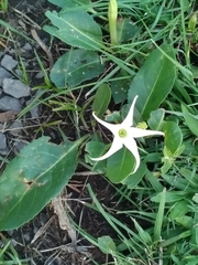 Jaborosa integrifolia