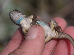 Sceloporus occidentalis