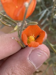 Sphaeralcea leptophylla