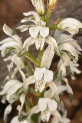 Chloraea multiflora