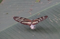 Ithomia cleora