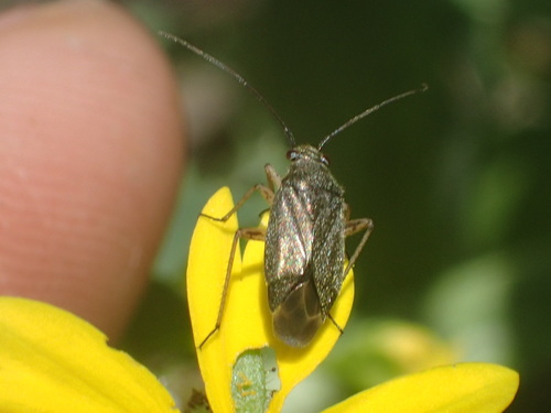 iNaturalist observation photo of Irbisia