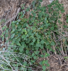Acalypha californica