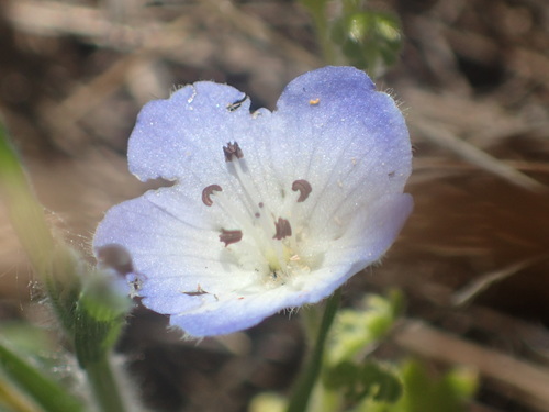 iNaturalist observation photo of Menzies' baby blue eyes