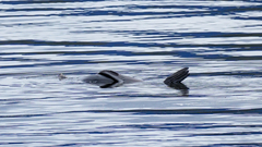 Arctocephalus pusillus