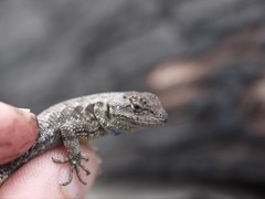 Sceloporus occidentalis