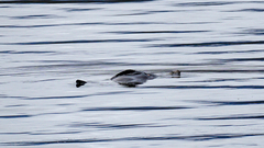 Arctocephalus pusillus