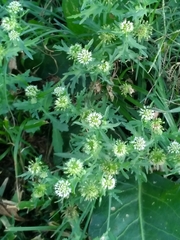 Acicarpha tribuloides