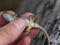 Sceloporus occidentalis