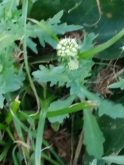 Acicarpha tribuloides