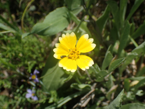 iNaturalist observation photo of tidy tips