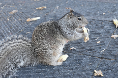 Otospermophilus variegatus