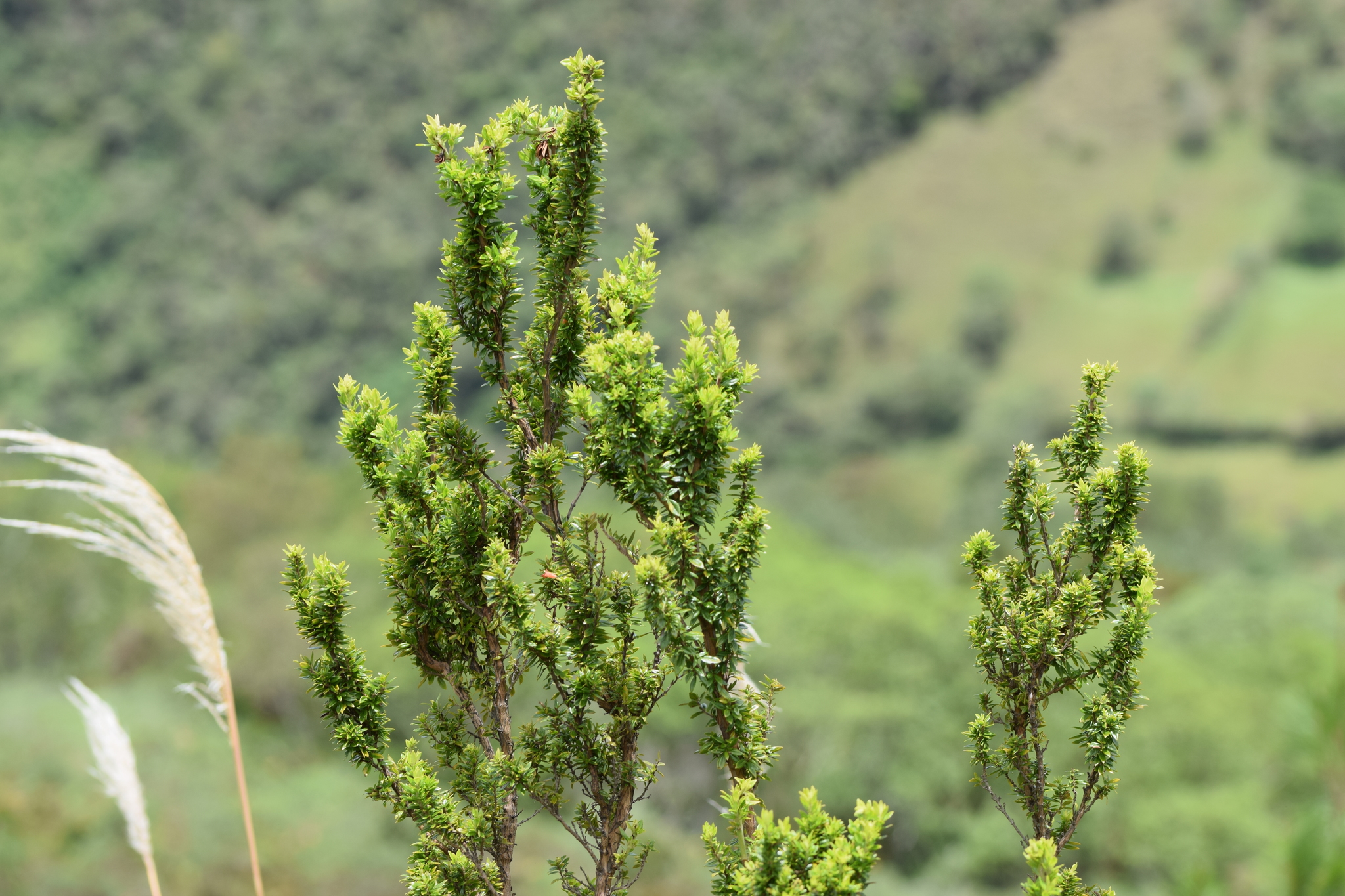 Clinopodium taxifolium image