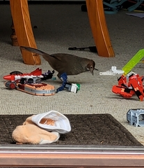 Dasyornis broadbenti