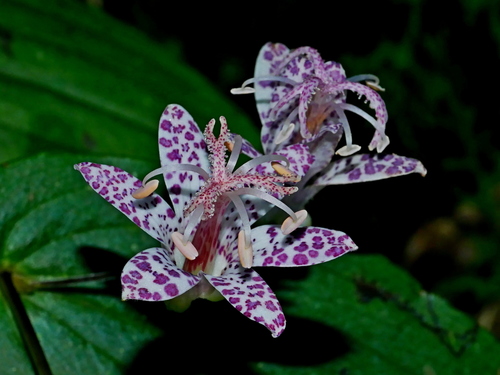 Tricyrtis suzukii