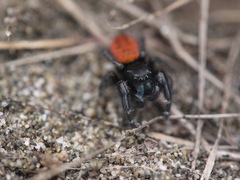 Phidippus johnsoni