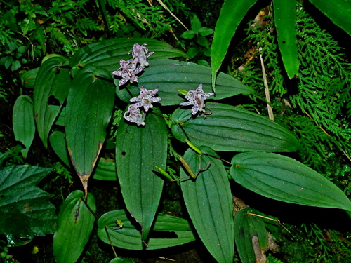 Tricyrtis suzukii, photograph 1