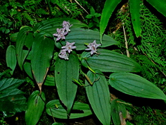 Tricyrtis suzukii, photograph (c) Jacy Chen, some rights reserved (CC BY)
