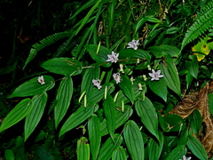 Tricyrtis suzukii, photograph (c) Jacy Chen, some rights reserved (CC BY)