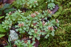Sedum retusum