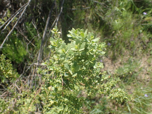 iNaturalist observation photo of coyote brush