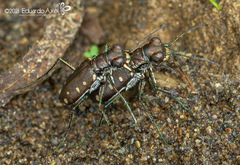 Cicindela ocellata rectilatera