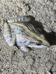 Ptychadena mossambica